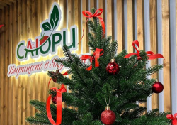 График работы магазинов "Саюри" в новогодние праздники