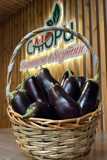 Баклажаны